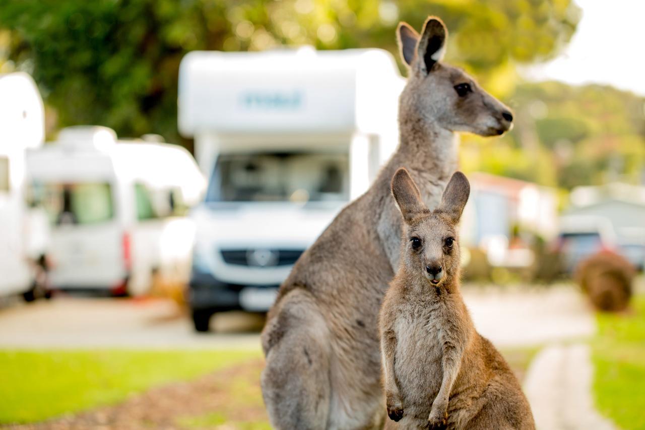 Big4 Anglesea Holiday Park Exterior foto